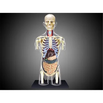 4D MASTER Модел Анатомия на човешкото торса Скелекон, Медицински наръчник, играчка за сглобяване на пъзела, Лабораторно оборудване за обучение в класната стая